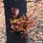 Australija, mjesec dana nakon što je požar uništio regiju.