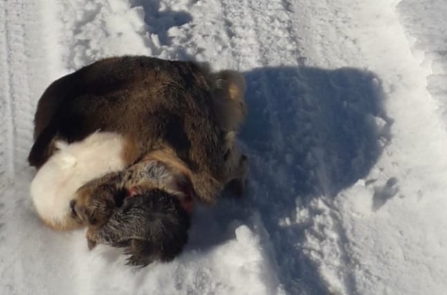 Bijelo Polje – Zbog srne prijetio odsijecanjem glave