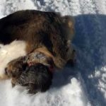 Krivolov u Bijelom Polju: Ubili srnu, kožu bacili nasred puta