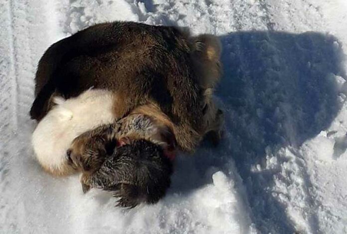 Krivolov u Bijelom Polju: Ubili srnu, kožu bacili nasred puta