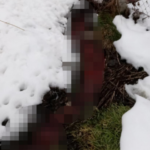 Rijeka krvi teče kroz Novu Varoš! Širi se nesnosan smrad, građani uplašeni (FOTO)