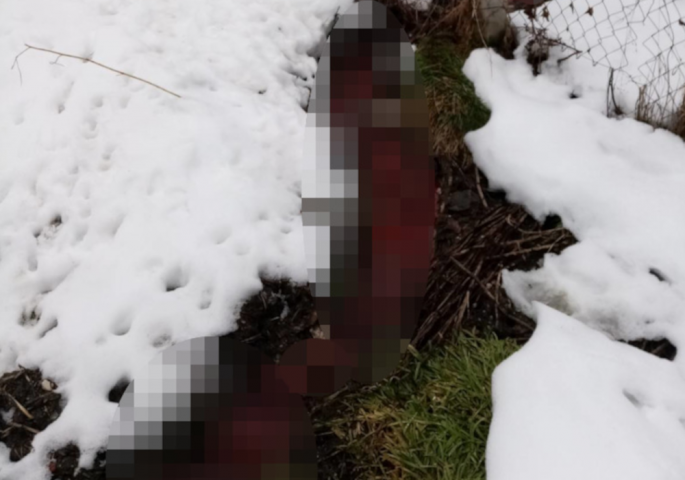 Rijeka krvi teče kroz Novu Varoš! Širi se nesnosan smrad, građani uplašeni (FOTO)