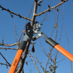 Obuka za orezivače voća u Novoj Varoši