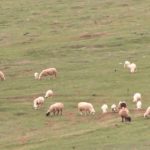 Potencijali Peštera za organsku proizvodnju