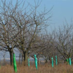 Vremenske prilike pogoduju voćarskim kulturama