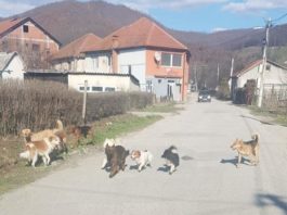 Bijelo Polje: Zbog pasa lutalica moraju da prate djecu do škole