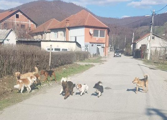 Bijelo Polje: Zbog pasa lutalica moraju da prate djecu do škole