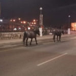 Ljudi nema na ulici, ali zato konji bezbrižno šetaju