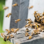 Pčelari Priboja pomažu najugorženijm sugrađanima