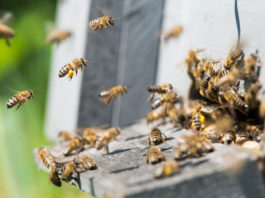 Pčelari Priboja pomažu najugorženijm sugrađanima