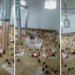 Šokantno: Kineske vlasti pretvorile džamiju u farmu pilića (Video)