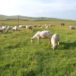 Na Pešteri se vraća život