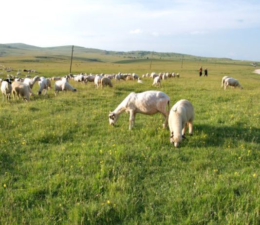 Na Pešteri se vraća život