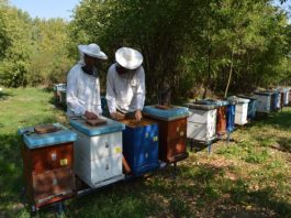 Udruženje pčelara Prijepolje organizovalo predavanje o zaštiti pčela od varoe