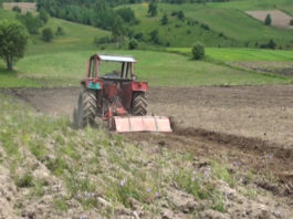 Jekoslav gaji heljdu na 60 hektara