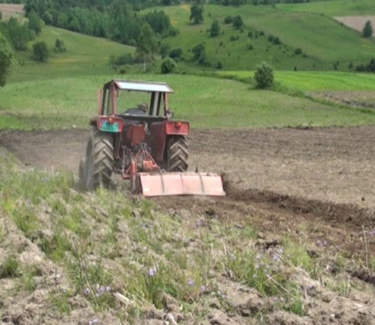 Jekoslav gaji heljdu na 60 hektara