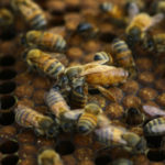 Ulazak Srbije u EU otvara tržište pčelarima