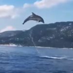 Fascinantni prizori s Korčule: Delfini priredili pravi spektakl za oči
