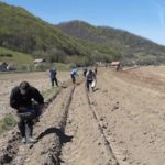 Islamska zajednica u BiH završava sjetvu na 116 hektara vakufskog zemljišta