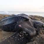 Koronavirus vratio rijetku vrstu kornjača na svjetske plaže