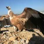 U Blagaju ponovno stanuje bjeloglavi sup koji je u BiH iskorijenjen prije dvije godine