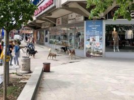 Na ulicama Novog Pazara sve više pasa lutalica