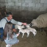 Neobičan događaj kod Bijelog Polja – Ovca donijela na svijet četvoro jagnjića