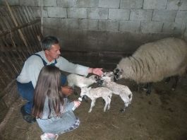 Neobičan događaj kod Bijelog Polja – Ovca donijela na svijet četvoro jagnjića