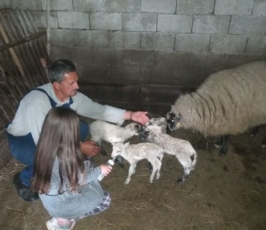 Neobičan događaj kod Bijelog Polja – Ovca donijela na svijet četvoro jagnjića