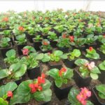 Ukrasno bilje sve prodavanije na tutinskoj pijaci