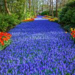 Pogledajte kako izgleda najljepši vrt cvijeća na svijetu bez turista