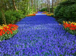 Pogledajte kako izgleda najljepši vrt cvijeća na svijetu bez turista