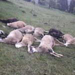 Bijelo Polje – Od udara groma stradalo trinaest ovaca