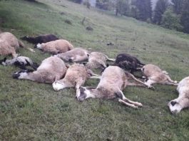 Bijelo Polje – Od udara groma stradalo trinaest ovaca