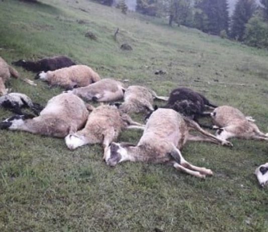 Bijelo Polje – Od udara groma stradalo trinaest ovaca