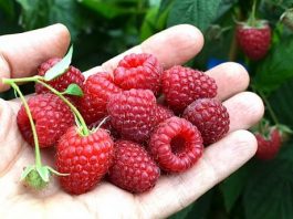 Malina stiže – čeka se otkupna cijena, a berača nema?