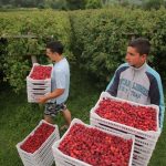 Velika očekivanja od berbe “crvenog zlata”