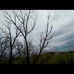 Pogledajte šta je grad uradio od drveća u Sjeničkoj opštini (Video)