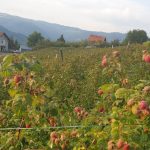 Cijena malina počela da raste, kilogram 215 dinara