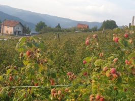Cijena malina počela da raste, kilogram 215 dinara