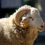 Mešihat neće vršiti prijem živih kurbana, niti zaklanih u režiji pojedinaca