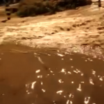 Poplava u Sjenici (Video)