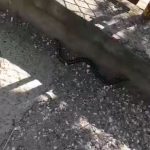 Snimljena zmija u dvorištu škole u Pazaru: Učenici je primjetili, direktor kaže da ih nikad nije bilo