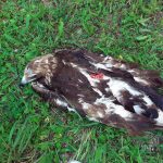 Ubijen suri orao na Uvcu