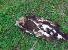 Ubijen suri orao na Uvcu