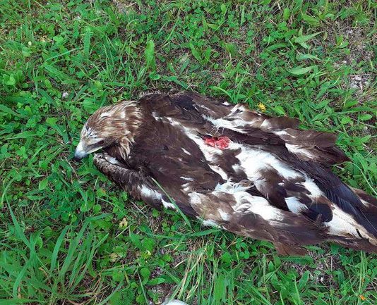 Ubijen suri orao na Uvcu