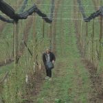 Subvencionisana nabavka sadnica voća