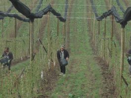 Subvencionisana nabavka sadnica voća