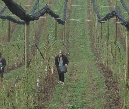 Subvencionisana nabavka sadnica voća