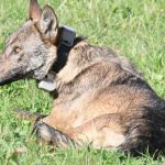 Jedinka vuka po prvi put marikirana u Srbiji: Vanda umjesto medveda ušetala u čeku na Jadovniku